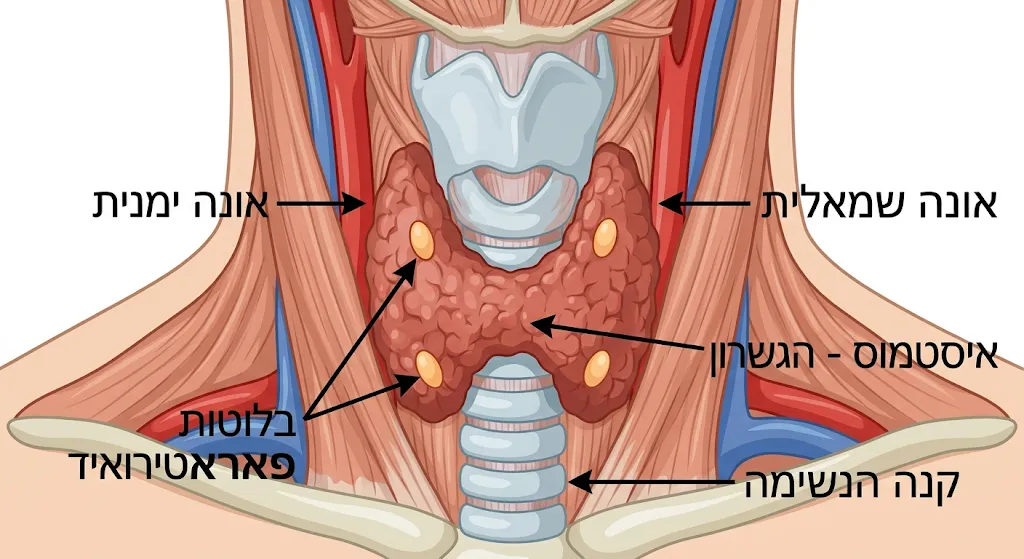 איור אנטומי של בלוטת התריס: אונה ימנית, אונה שמאלית, איסטמוס ובלוטות יותרת התריס